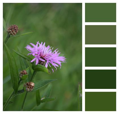 Wild Plant Knapweed Centaurea Image